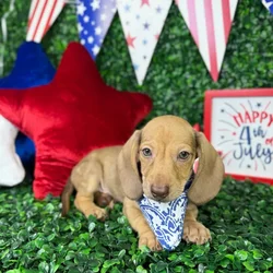 Male Dachshund puppy named Timmy for sale at Puppy Dreams - North Richland Hills.