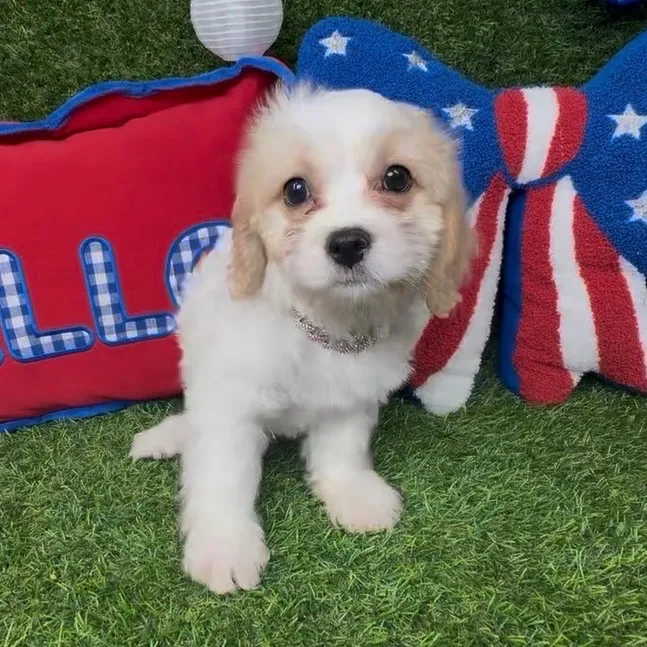 Female Cavachon puppy named Boba for sale at Puppy Dreams - Arlington.
