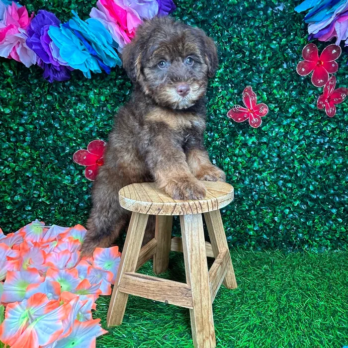 Male Schnoodle puppy named *Root* for sale at Puppy Dreams - Mansfield.