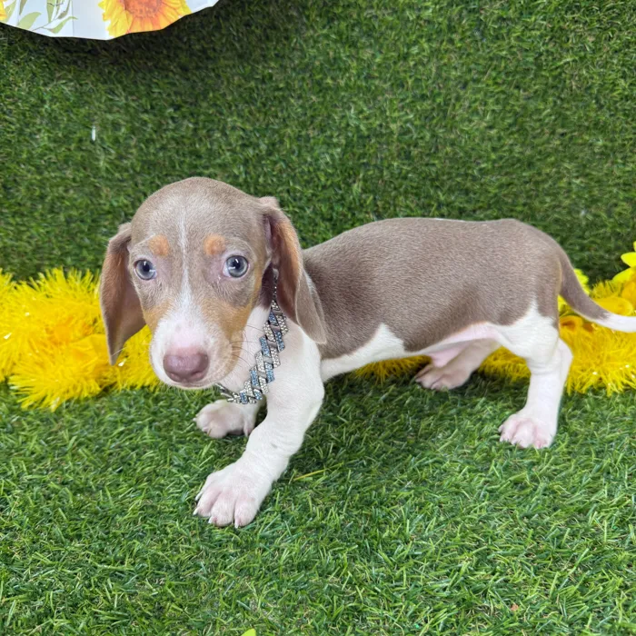 Male Dachshund puppy named Henry for sale at Puppy Dreams - Arlington.
