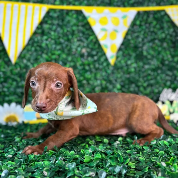 Male Dachshund puppy named Tucker for sale at Puppy Dreams - North Richland Hills.