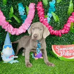 Male Labrador Retriever puppy named Trex for sale at Puppy Dreams - Denton.