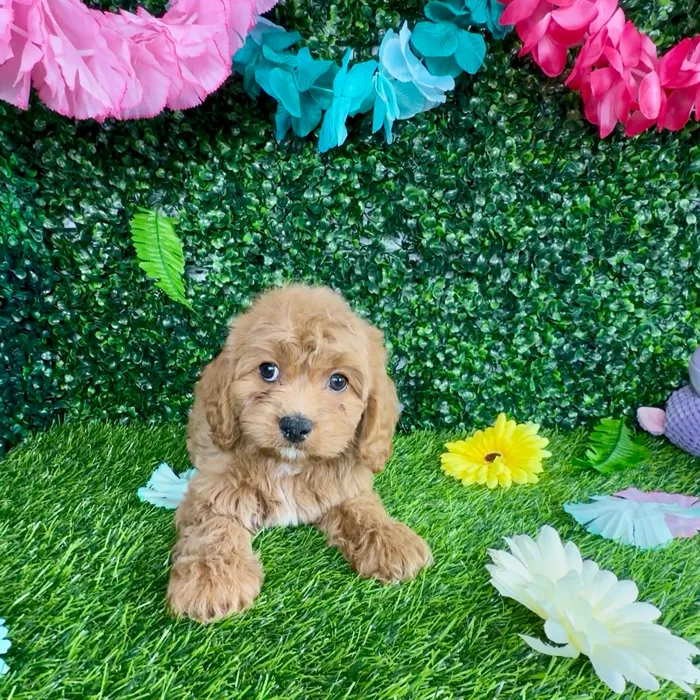 Female Cavapoo puppy named Cougar for sale at Puppy Dreams - Denton.
