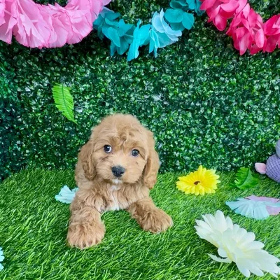 Female Cavapoo puppy named Sprinkles for sale at Puppy Dreams - Denton.