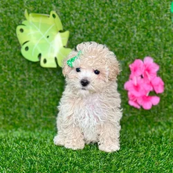 car_main_img_/media/ap_media/pets/XXYUFLHIRNJZ135837.webp.250x250_q85.webp