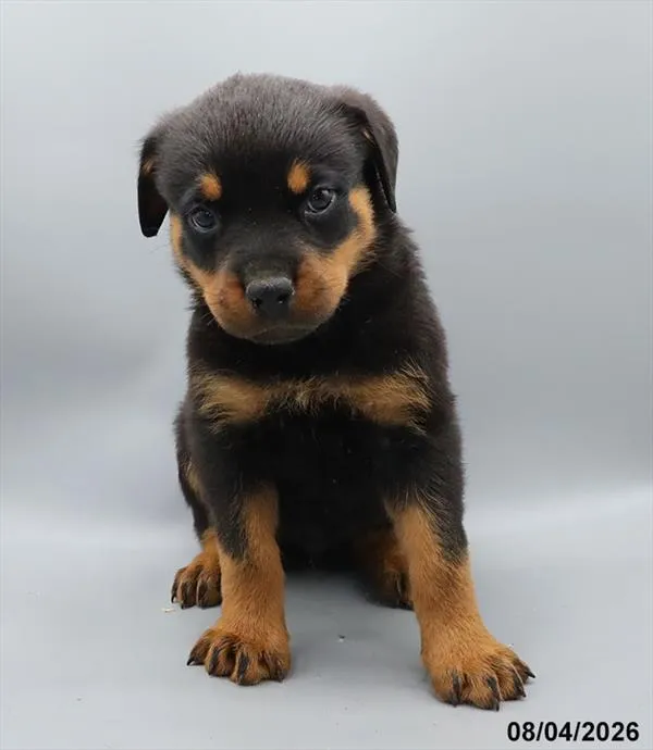Female Rottweiler puppy for sale at Puppy Dreams - Garland.
