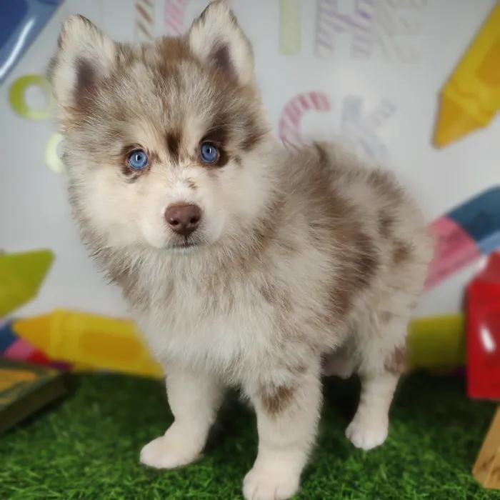 Female Pomsky puppy named Disco for sale at Puppy Dreams - Mansfield.