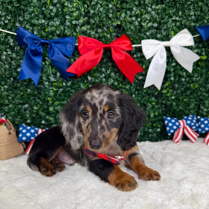 Male Dachshund puppy named Cowboy for sale at Puppy Dreams - Garland.