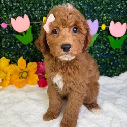 Female Mini Goldendoodle puppy named Bambi for sale at Puppy Dreams - Garland.