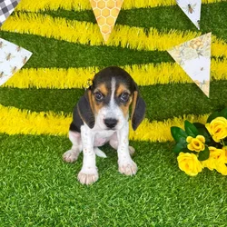Female Beagle puppy named Adrienne for sale at Puppy Dreams - Arlington.