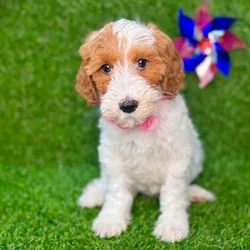 car_main_img_/media/ap_media/pets/YCWDLJHKFFPG127912.webp.250x250_q85.webp