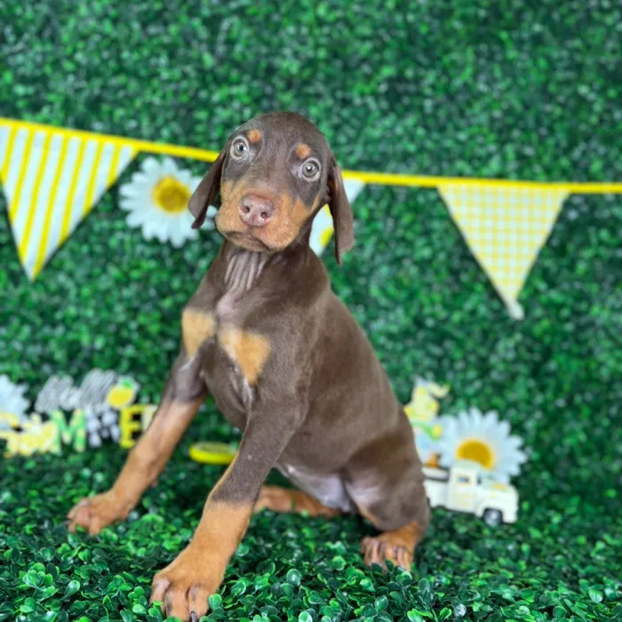 Female Doberman Pinscher puppy named Storm for sale at Puppy Dreams - North Richland Hills.