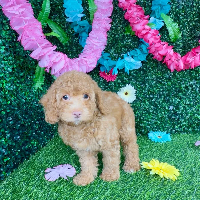 Female Cockapoo puppy named Viola Davis for sale at Puppy Dreams - Denton.