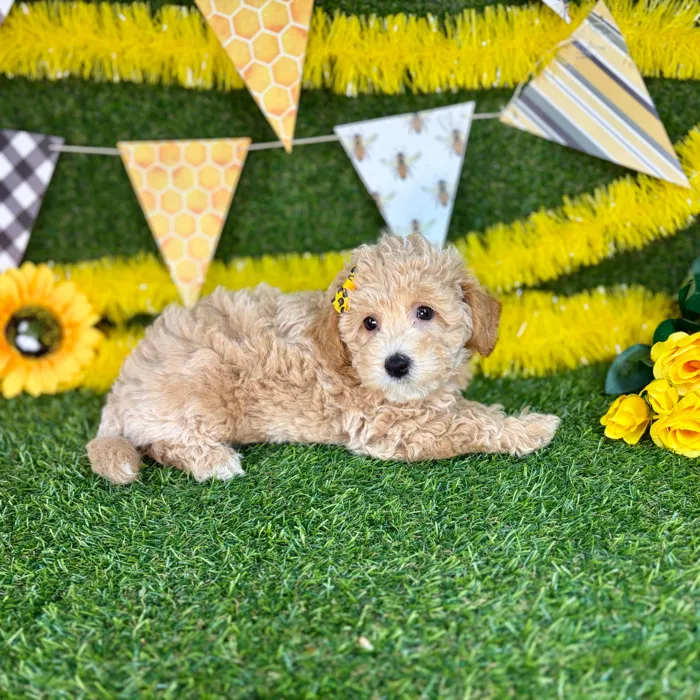 Female Bichon-Poodle puppy named Emi for sale at Puppy Dreams - Arlington.