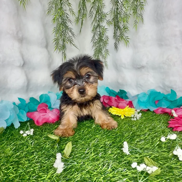 Male Yorkie puppy named Miller for sale at Puppy Dreams - Denton.