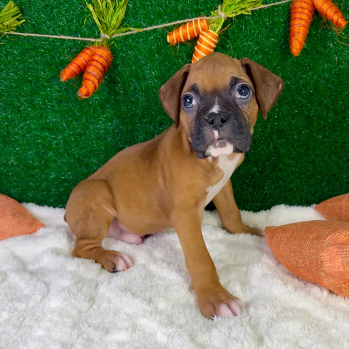 Male Boxer puppy named Buster for sale at Puppy Dreams - Garland.