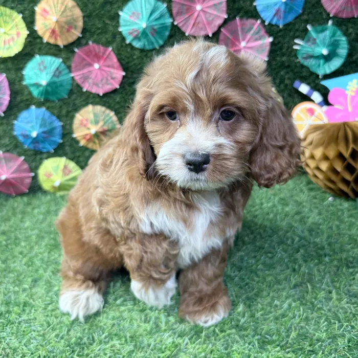 Male Cockapoo puppy named Benny for sale at Puppy Dreams - Carrollton.