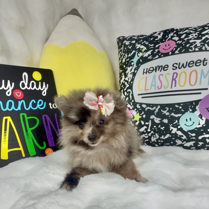 Female Pomeranian puppy named Cherry for sale at Puppy Dreams - Denton.