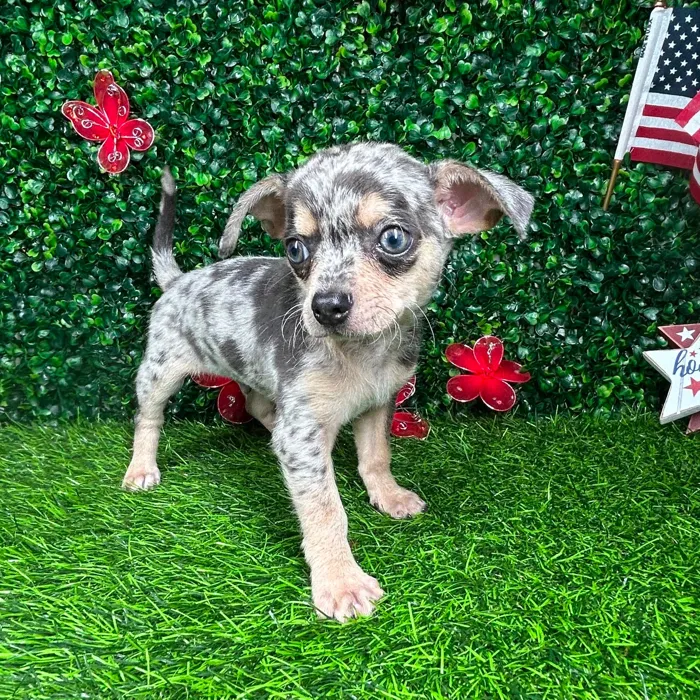 Male Chihuahua puppy named *Smores* for sale at Puppy Dreams - Mansfield.