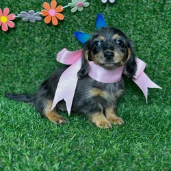 car_main_img_/media/ap_media/pets/YHDTCXGYXDLM123422.webp.250x250_q85.webp