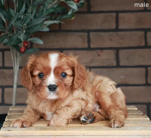 Male Cavalier King Charles Spaniel puppy named Max for sale at Puppy Dreams - Arlington.