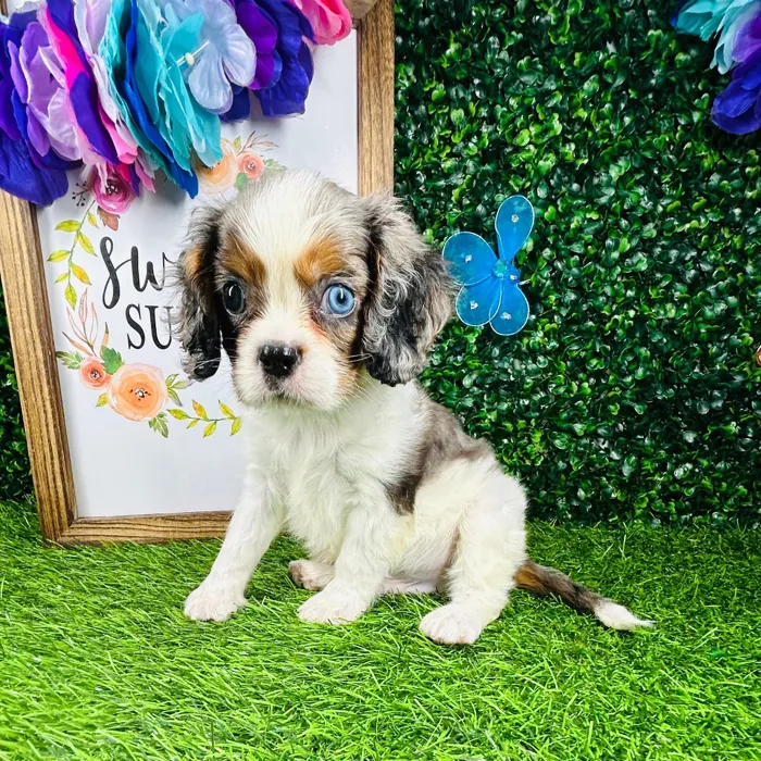 Male Cavalier King Charles Spaniel puppy named *Maui* for sale at Puppy Dreams - Mansfield.
