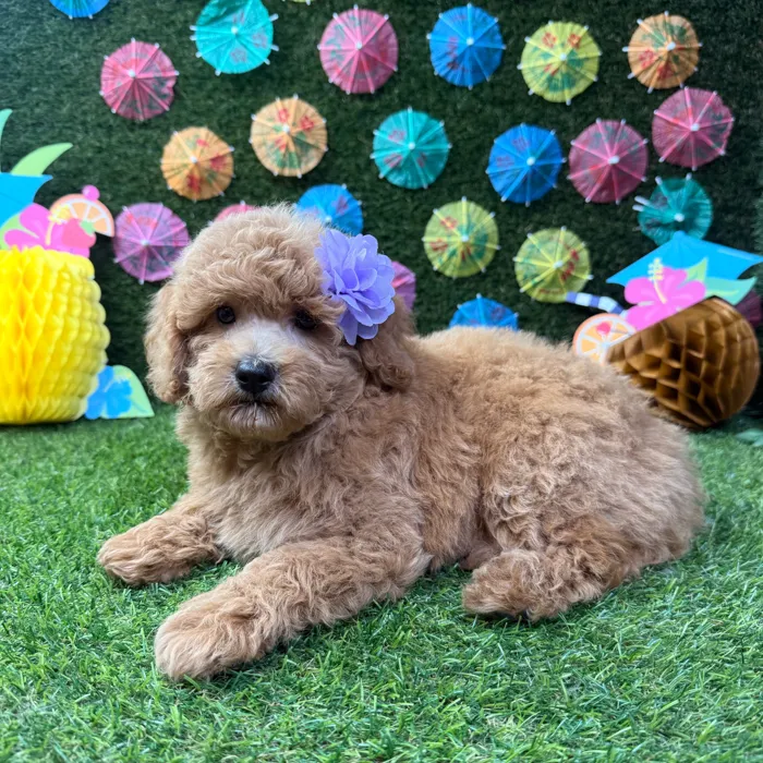 Female Mini Goldendoodle puppy named Sadie for sale at Puppy Dreams - Carrollton.