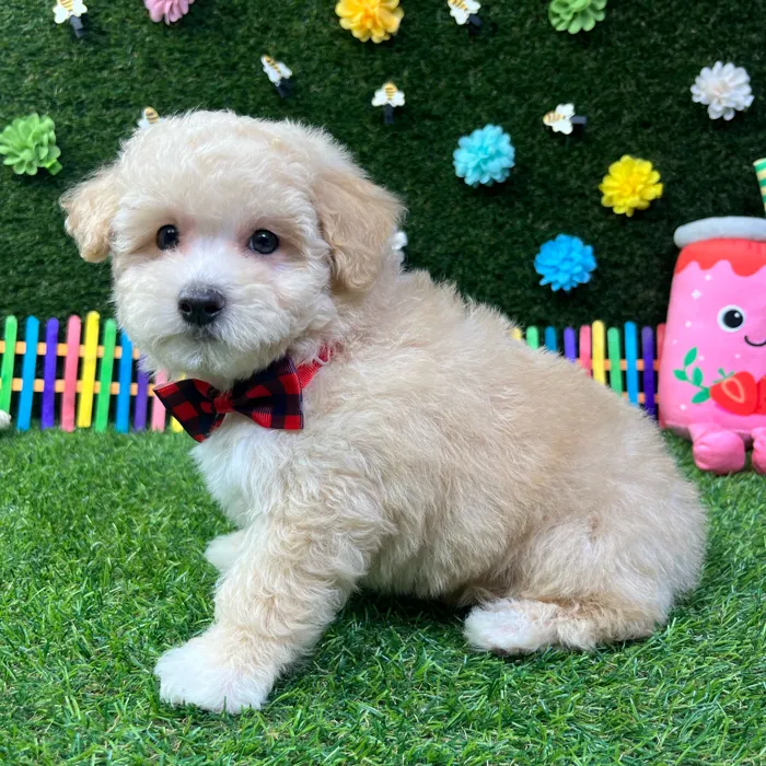 Male Maltipoo puppy named Bentley for sale at Puppy Dreams - Carrollton.