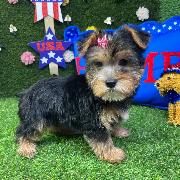 Female Yorkie puppy named Tulip for sale at Puppy Dreams - Carrollton.