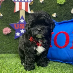 Male Shipoo puppy named Augie for sale at Puppy Dreams - Carrollton.