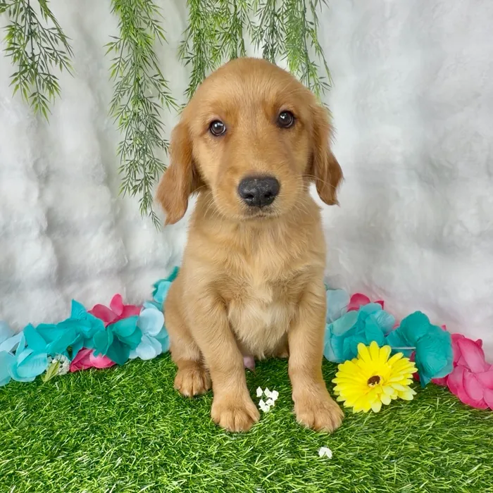 Male Golden Retriever puppy named Rodeo for sale at Puppy Dreams - Denton.
