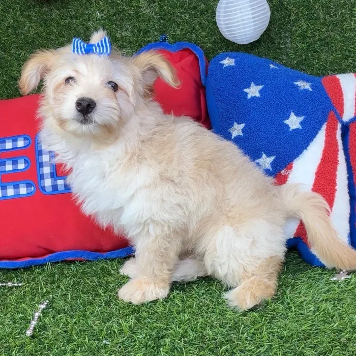 Female Pom-A-Poo puppy named Sushi for sale at Puppy Dreams - Arlington.