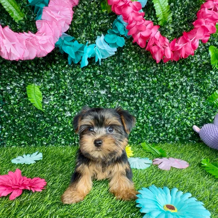 Male Yorkie puppy named Calico for sale at Puppy Dreams - Denton.