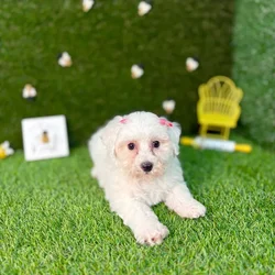 car_main_img_/media/ap_media/pets/YNITALKRDYFH123628.webp.250x250_q85.webp