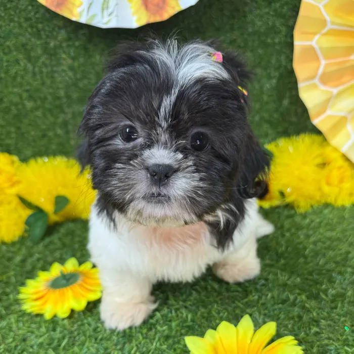 Female Shih Tzu puppy named Princess for sale at Puppy Dreams - Arlington.