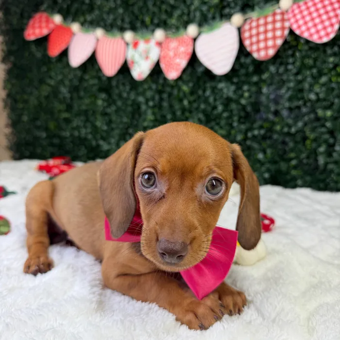 Female Dachshund puppy named Stella for sale at Puppy Dreams - Garland.