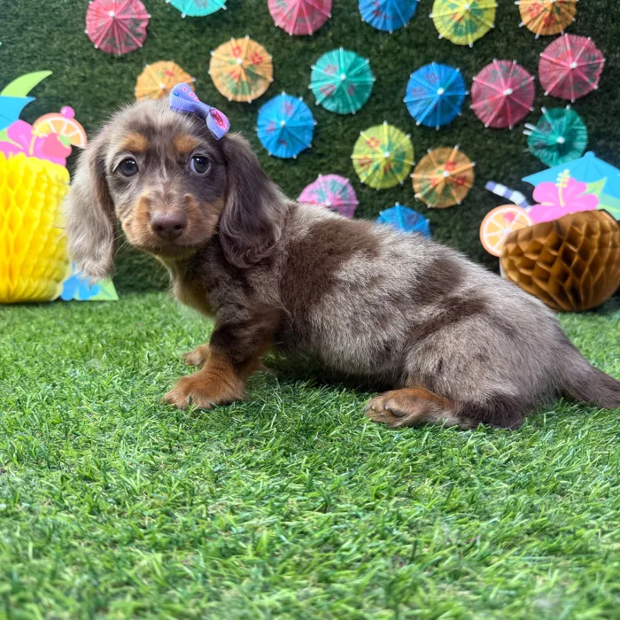 Female Dachshund puppy named Willow for sale at Puppy Dreams - Carrollton.