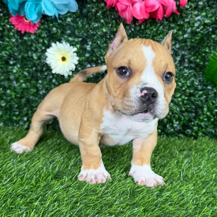 Male American Bully puppy named Haaland for sale at Puppy Dreams - Denton.
