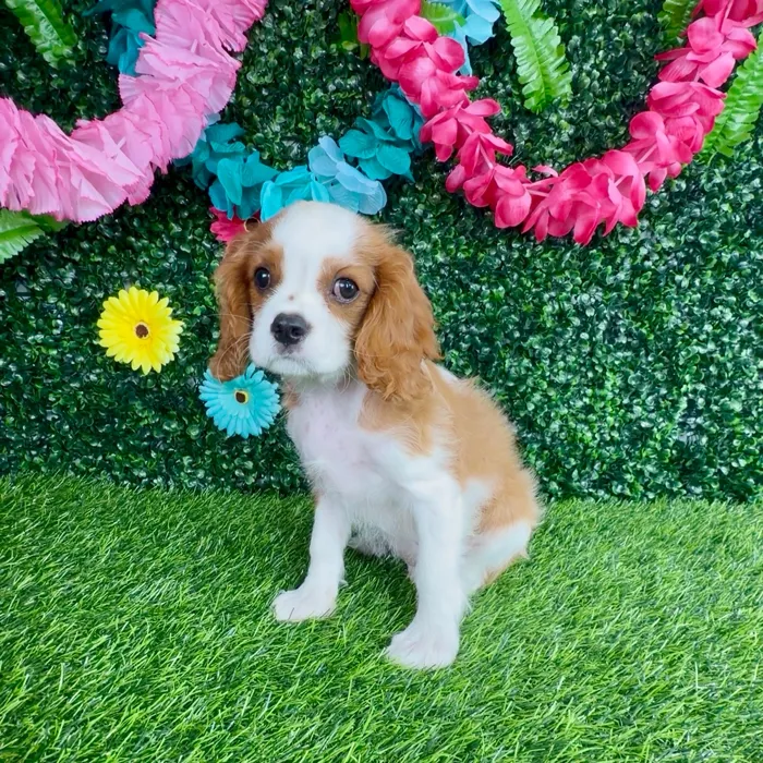 Male Cavalier King Charles Spaniel puppy named Jimmy Johns for sale at Puppy Dreams - Denton.
