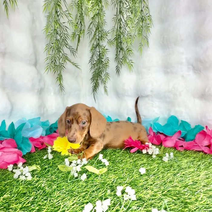 Male Dachshund puppy named Corndog for sale at Puppy Dreams - Denton.