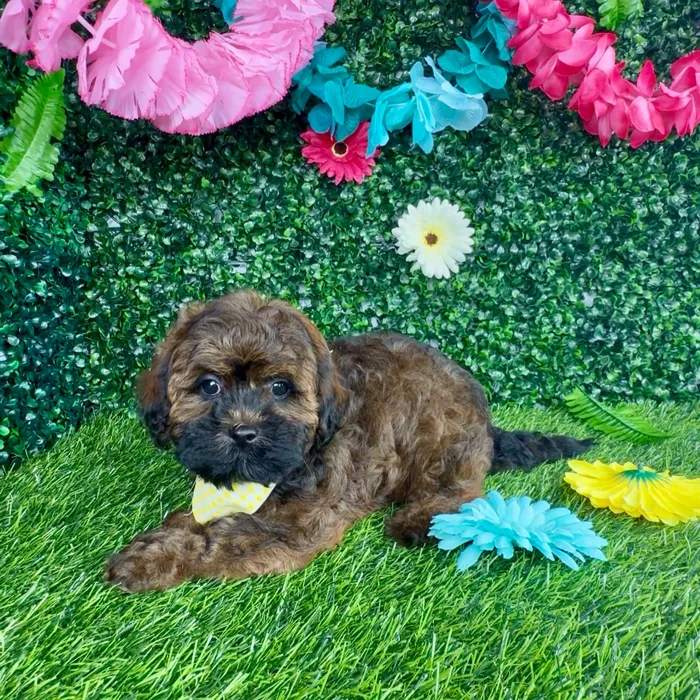 Female Shipoo puppy named Amelia for sale at Puppy Dreams - Denton.