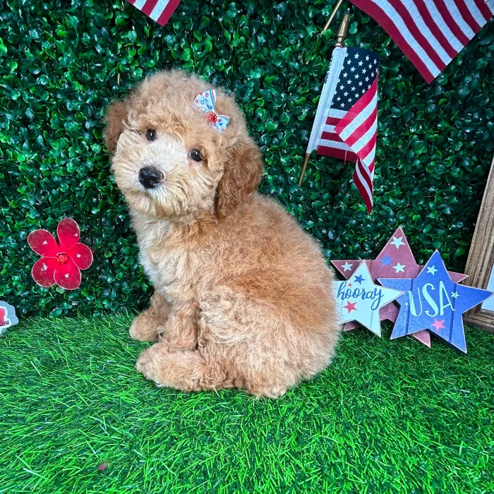 Female Mini Goldendoodle puppy named *Cheesecake* for sale at Puppy Dreams - Mansfield.