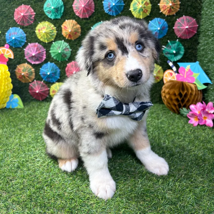 Male Mini Aussie puppy named Beau for sale at Puppy Dreams - Carrollton.