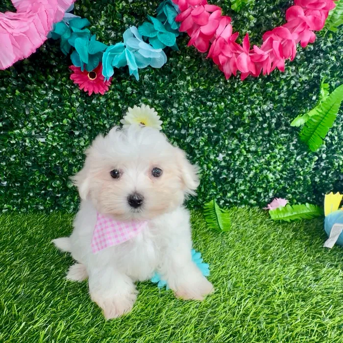 Female Maltese puppy named Marylin Monroe for sale at Puppy Dreams - Denton.