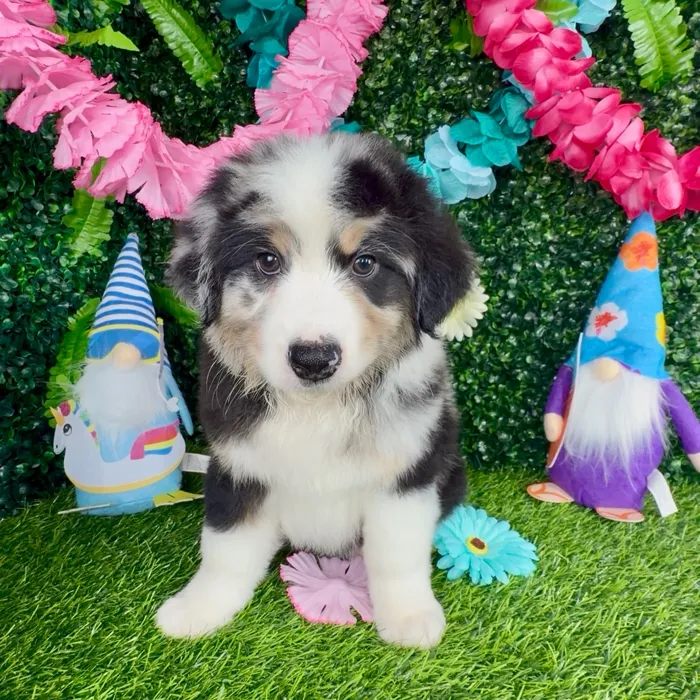 Male Mini Aussie puppy named Uncle Sam for sale at Puppy Dreams - Denton.