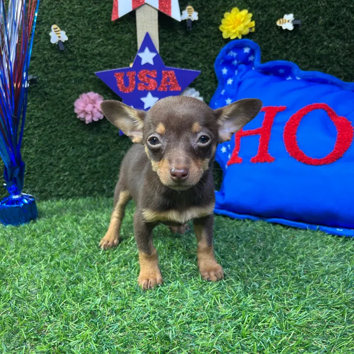 Female Chihuahua puppy named Jessie for sale at Puppy Dreams - Carrollton.