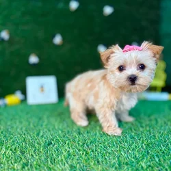 car_main_img_/media/ap_media/pets/YSDNIFQWODDG123714.webp.250x250_q85.webp