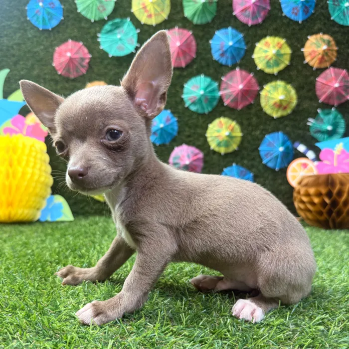 Male Chihuahua puppy named Chico for sale at Puppy Dreams - Carrollton.