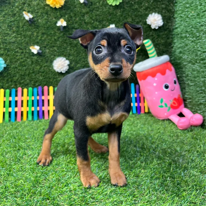 Female Min Pin puppy named Penny for sale at Puppy Dreams - Carrollton.