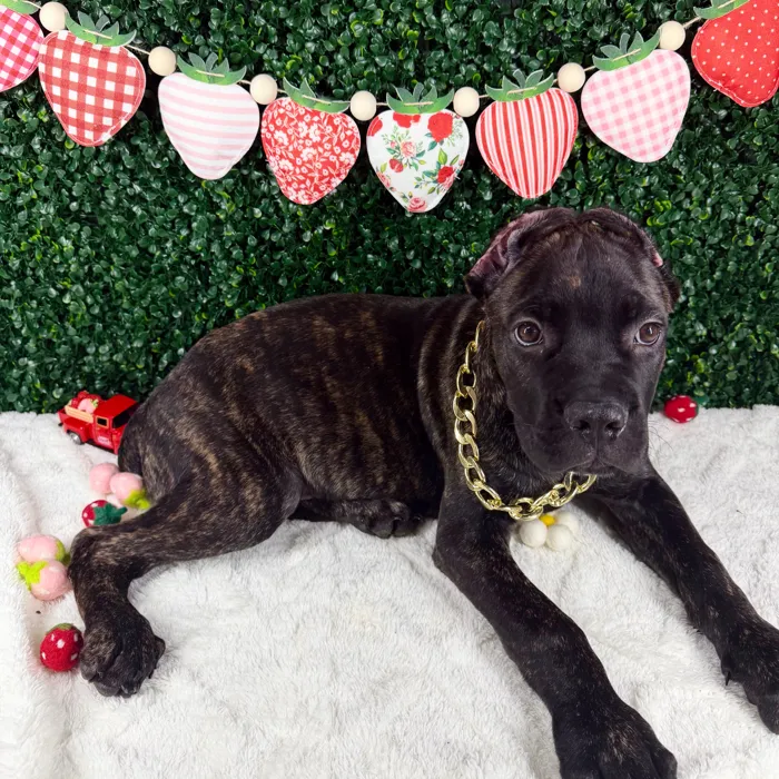 Male Cane Corso puppy named Diesel for sale at Puppy Dreams - Garland.